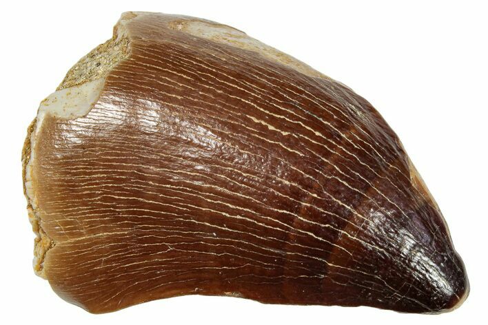 Fossil Mosasaur (Prognathodon) Tooth - Morocco #249622